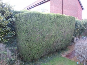 Hedge Cutting Four Marks Fencing Garden Maintenance Logs Landscaping Alresford Hinton Ampner Bishops Sutton West Meon Bramdean Kilmeston Ropley Winchester