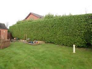 Hedge Cutting Four Marks Fencing Garden Maintenance Logs Landscaping Alresford Hinton Ampner Bishops Sutton West Meon Bramdean Kilmeston Ropley Winchester