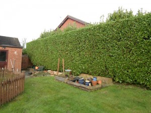 Hedge Cutting Four Marks Fencing Garden Maintenance Logs Landscaping Alresford Hinton Ampner Bishops Sutton West Meon Bramdean Kilmeston Ropley Winchester