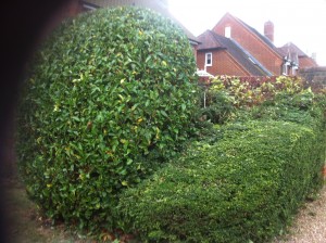 Hedge Cutting Four Marks 