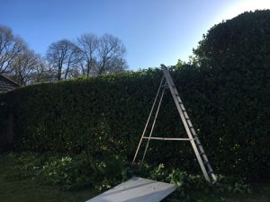 Hedge Reduction Four Marks - Fencing Landscaping Alresford Hinton Ampner Four Marks West Meon Bramdean Kilmeston Ropley Winchester
