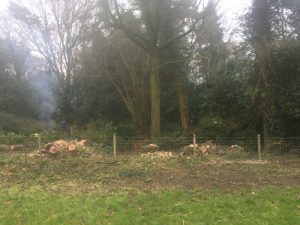 Tree Clearing Ropley Hampshire - Landscaping Alresford Hinton Ampner Four Marks West Meon Bramdean Kilmeston Ropley Winchester