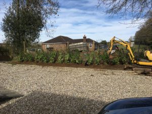 Hedge Planting Four Marks - Fencing Alresford Hinton Ampner Four Marks West Meon Bramdean Ropley Winchester AFriend Garden Services